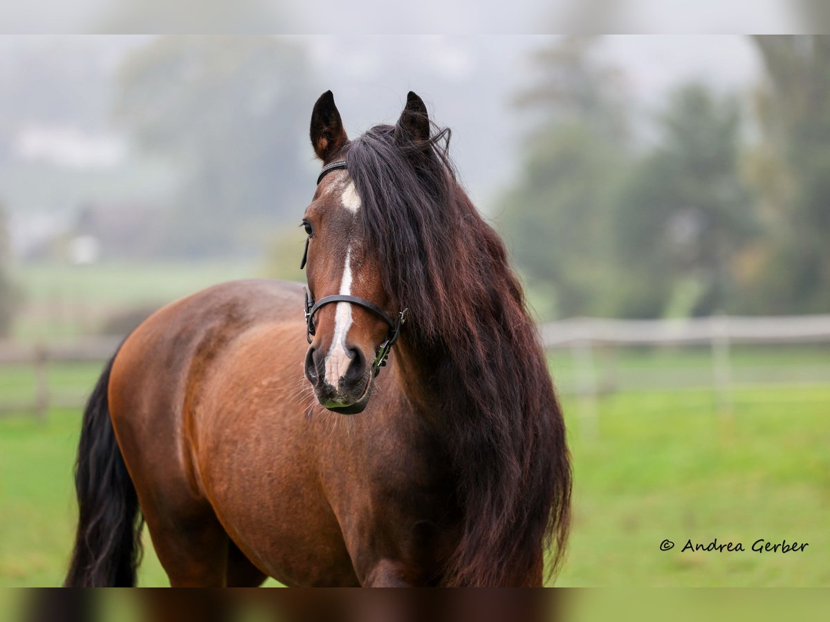 PRE Mix Ruin 18 Jaar 164 cm Bruin in Kulmerau