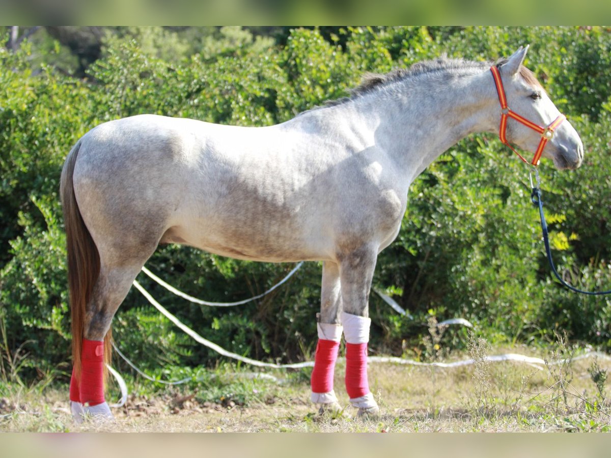 PRE Mix Ruin 3 Jaar 160 cm Schimmel in Terrassa