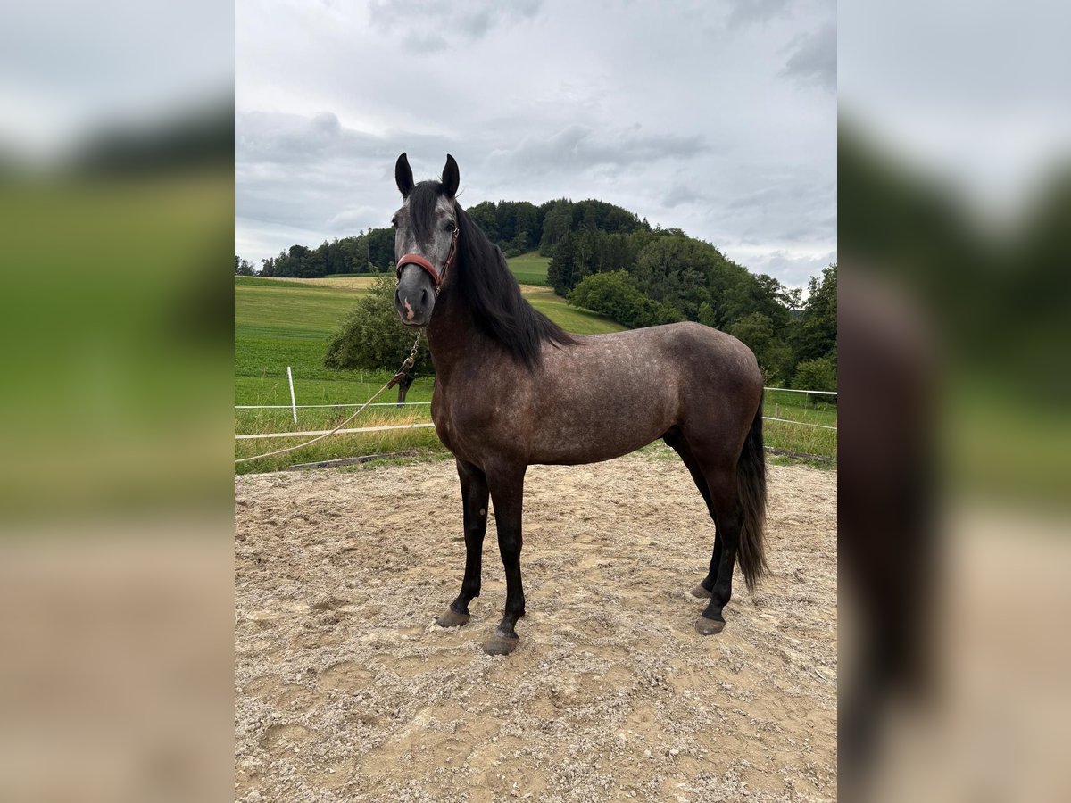 PRE Mix Ruin 4 Jaar 157 cm Zwartschimmel in Aeugst am Albis