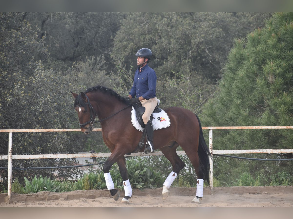 PRE Ruin 4 Jaar 165 cm Bruin in Sevilla