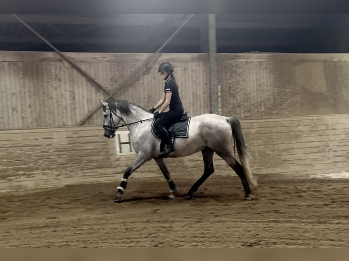PRE Ruin 4 Jaar 165 cm Schimmel in Pelmberg