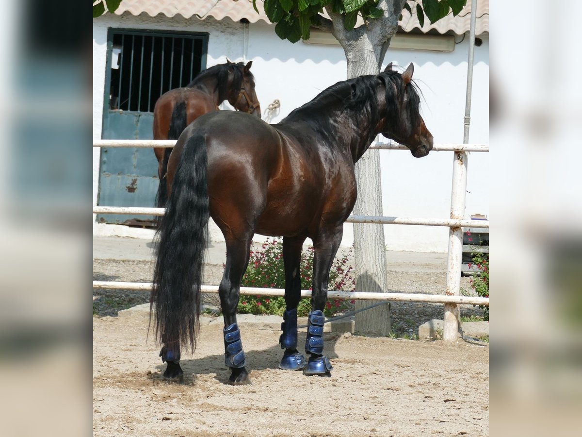 PRE Mix Ruin 5 Jaar 163 cm Donkerbruin in Barcelona