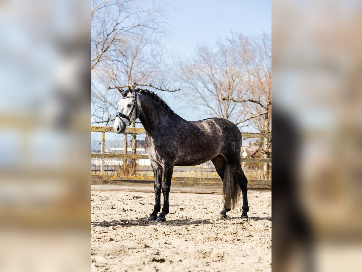 PRE Mix Ruin 5 Jaar 164 cm Schimmel in Sm