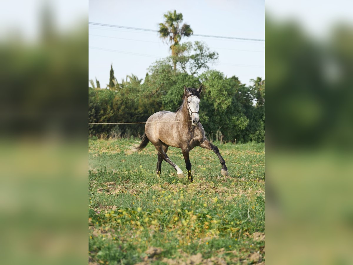 PRE Mix Ruin 5 Jaar 165 cm Schimmel in Vejer de la Frontera