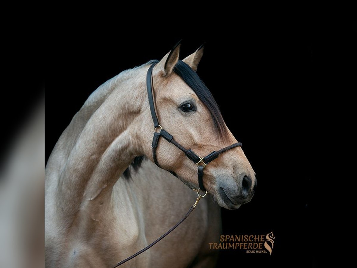 PRE Mix Ruin 5 Jaar 166 cm Falbe in Traventhal