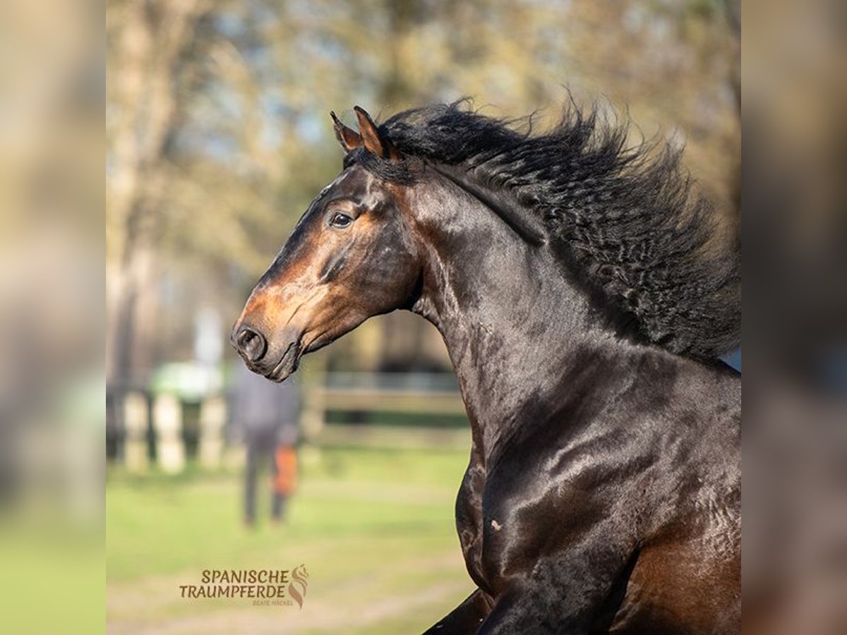 PRE Ruin 5 Jaar 168 cm Bruin in Traventhal