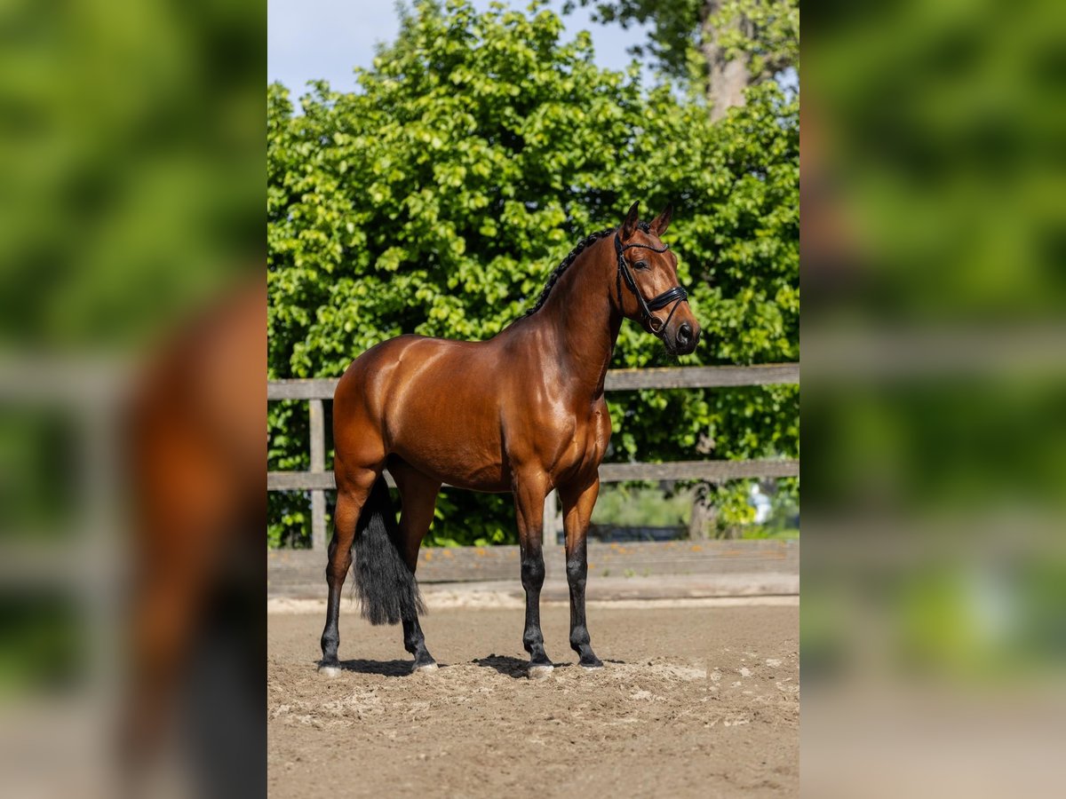 PRE Ruin 5 Jaar 168 cm Bruin in Sm