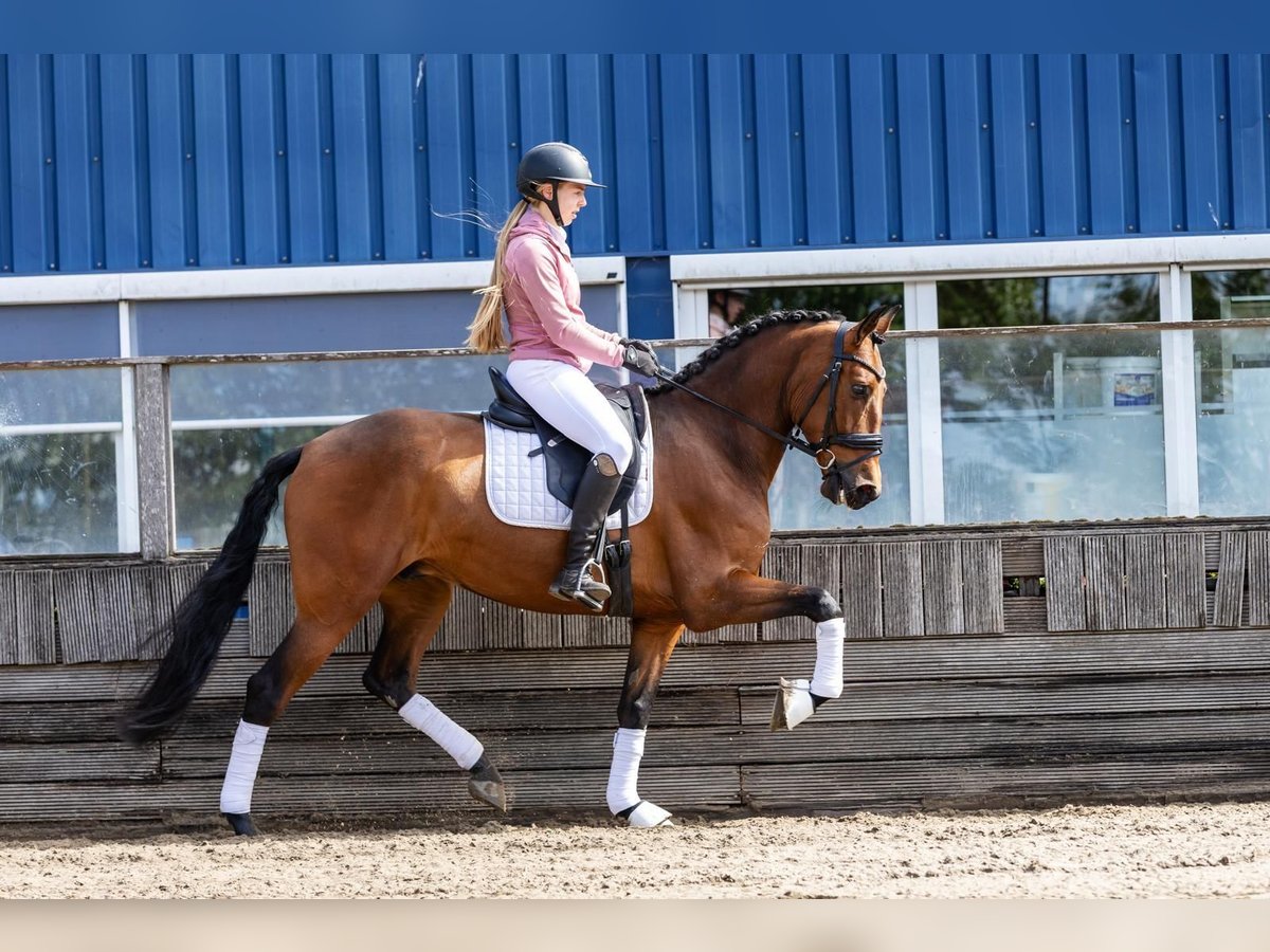 PRE Ruin 5 Jaar 168 cm Bruin in Sm