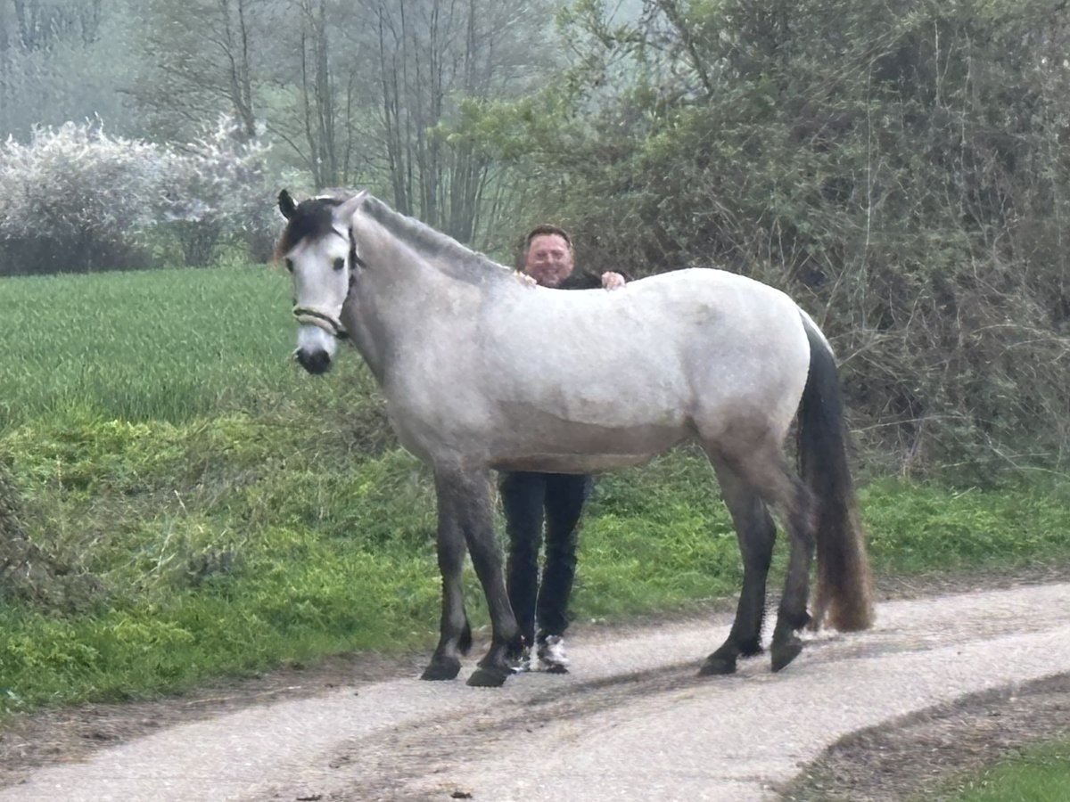 PRE Ruin 6 Jaar 159 cm Buckskin in Rastorf