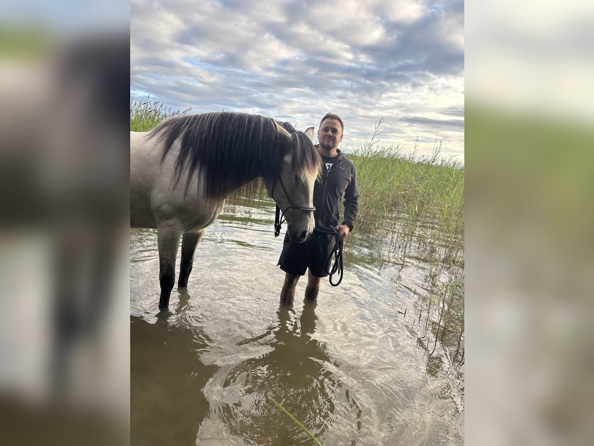 PRE Ruin 6 Jaar 160 cm Buckskin in Rastorf