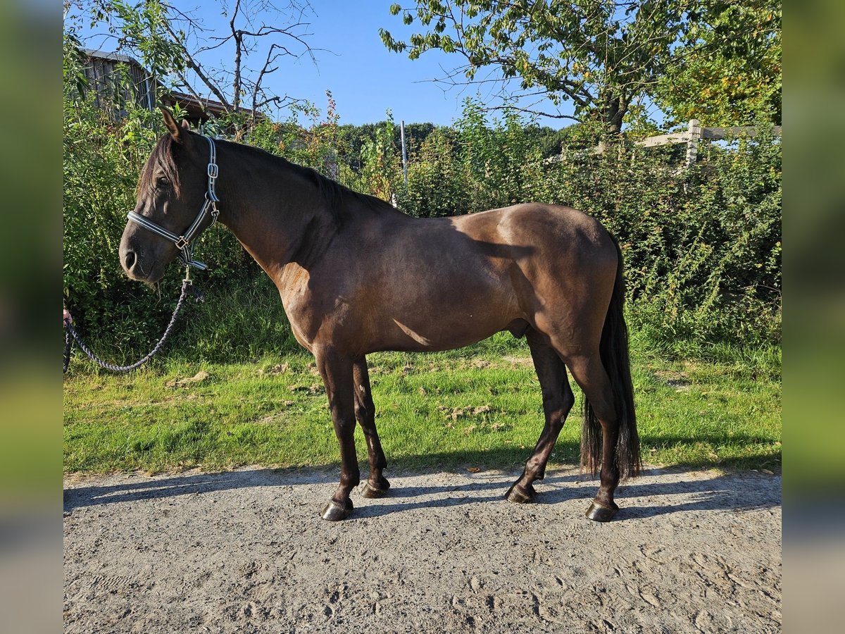 PRE Mix Ruin 6 Jaar 162 cm Zwartbruin in Haren