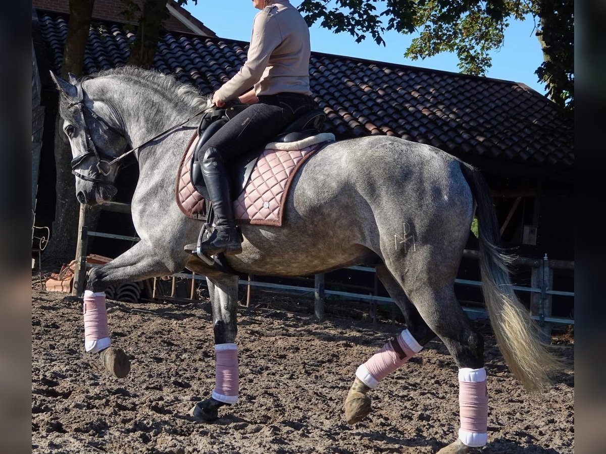 PRE Mix Ruin 6 Jaar 163 cm Schimmel in Osterholz-Scharmbeck