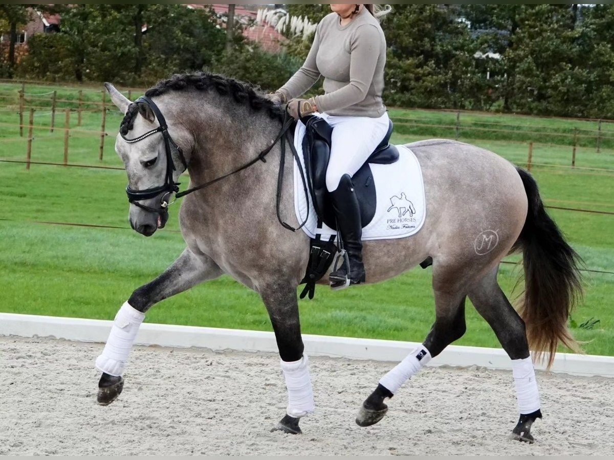 PRE Mix Ruin 6 Jaar 163 cm Schimmel in Pelmberg