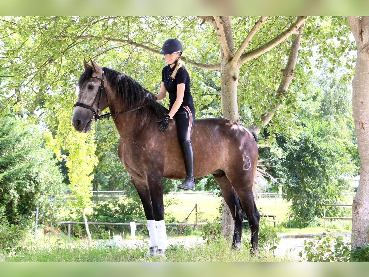 PRE Mix Ruin 6 Jaar 164 cm Appelschimmel in Sad&#xF3;wka