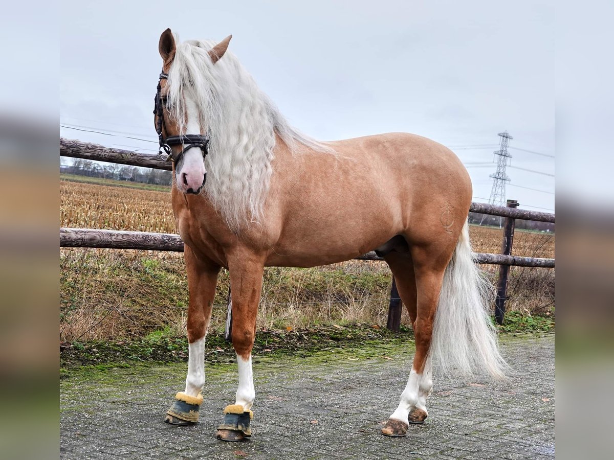 PRE Mix Ruin 6 Jaar 164 cm Palomino in Jesteburg
