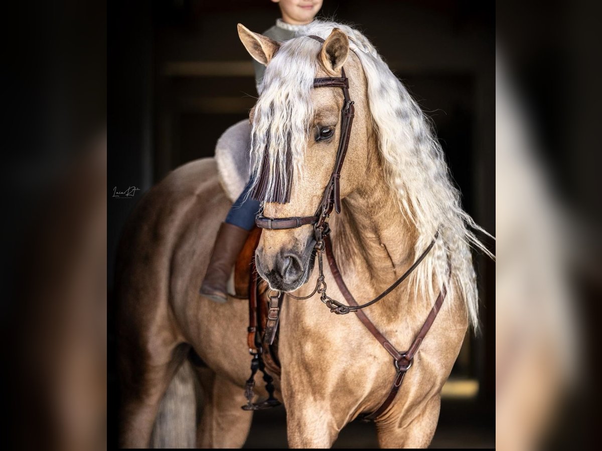 PRE Mix Ruin 6 Jaar 165 cm Palomino in Ridderkerk
