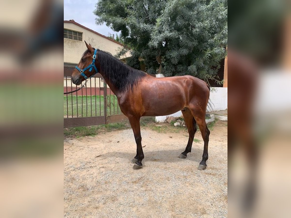 PRE Ruin 6 Jaar 170 cm Bruin in Cardedeu