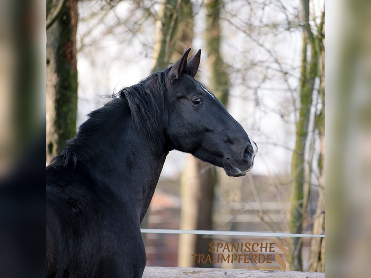 PRE Mix Ruin 6 Jaar 170 cm Zwart in Traventhal