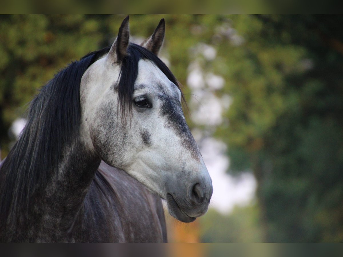 PRE Ruin 7 Jaar 161 cm Schimmel in Putten
