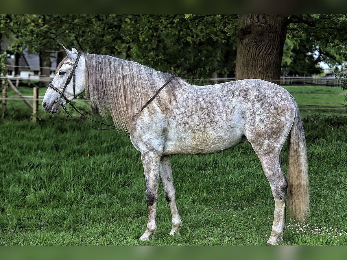 PRE Mix Ruin 7 Jaar 165 cm Schimmel in Verden (Aller)
