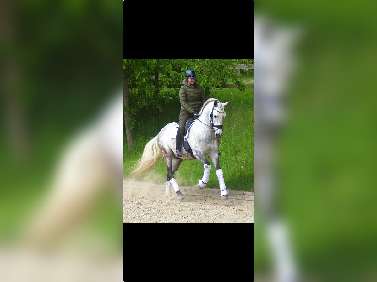 PRE Ruin 7 Jaar 166 cm Schimmel in Fredensborg