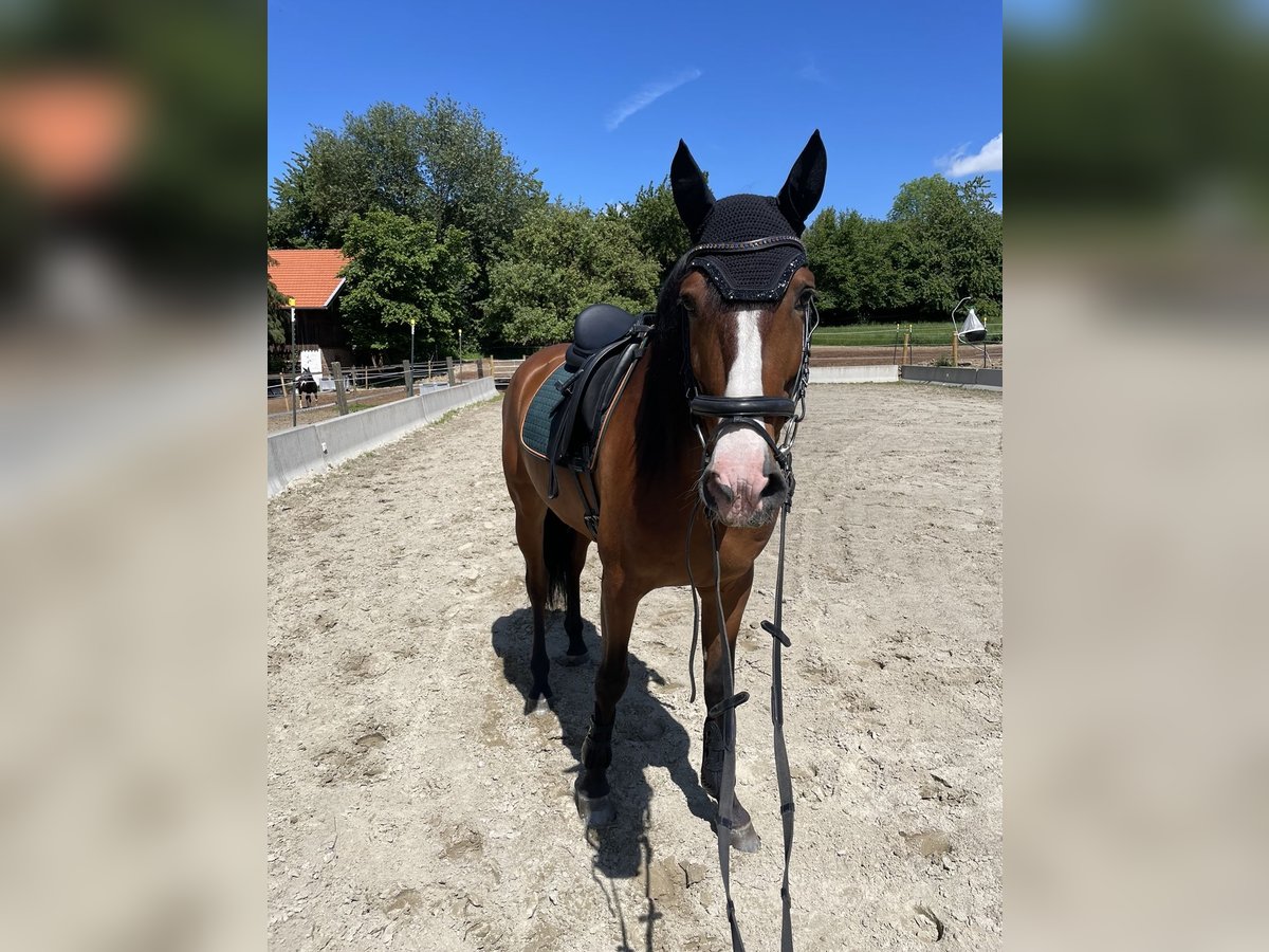 PRE Mix Ruin 8 Jaar 163 cm Bruin in Dorfen