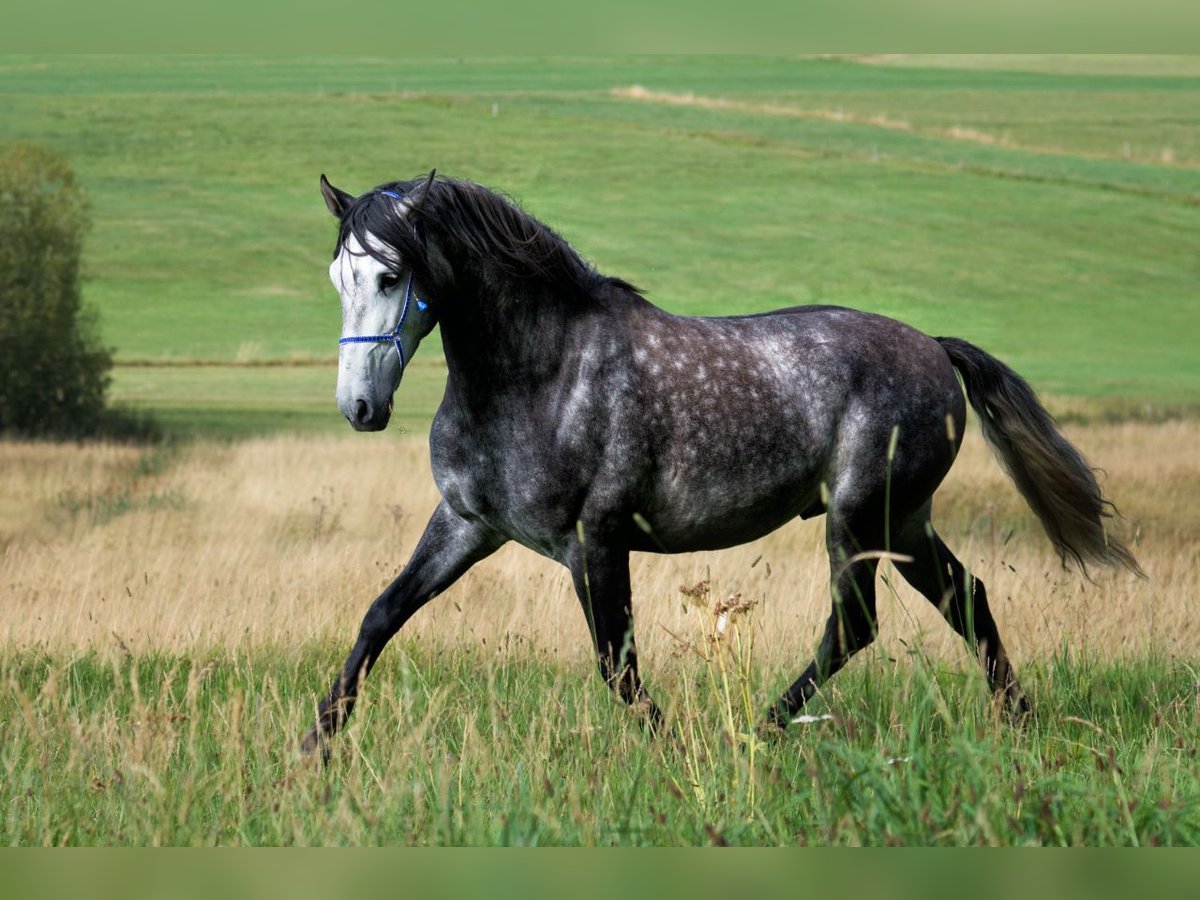 PRE Ruin 9 Jaar 155 cm Zwartschimmel in Titisee-Neustadt