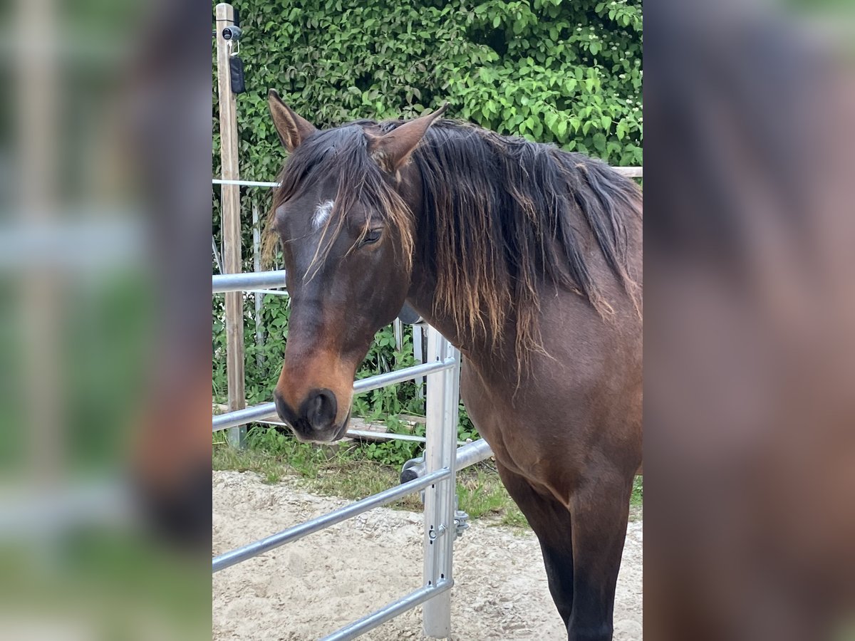 PRE Ruin 9 Jaar 167 cm Bruin in Nuernberg