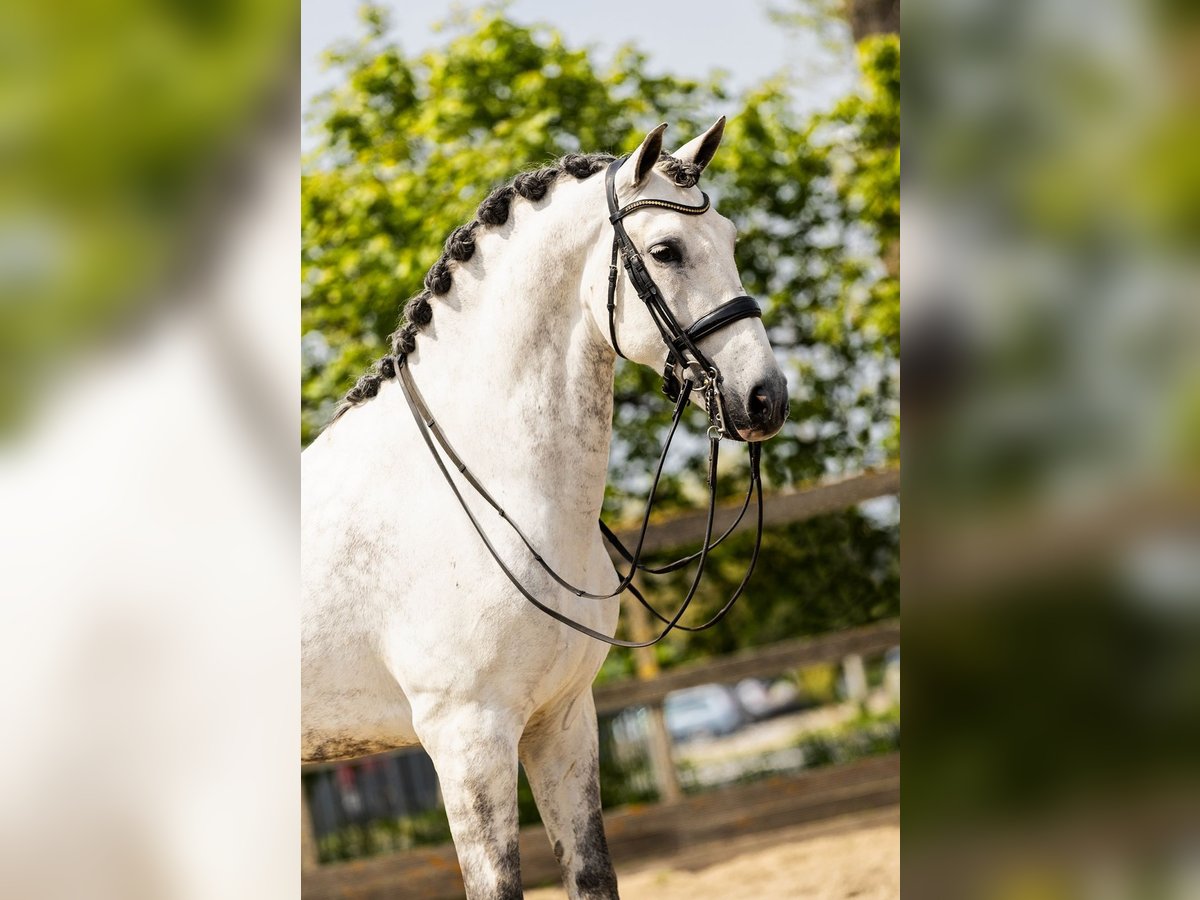 PRE Ruin 9 Jaar 168 cm Schimmel in Grebenhain