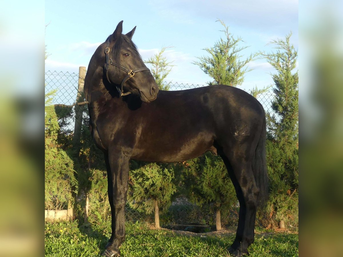 PRE Mestizo Semental 10 años 162 cm Negro in Alicante/Alacant