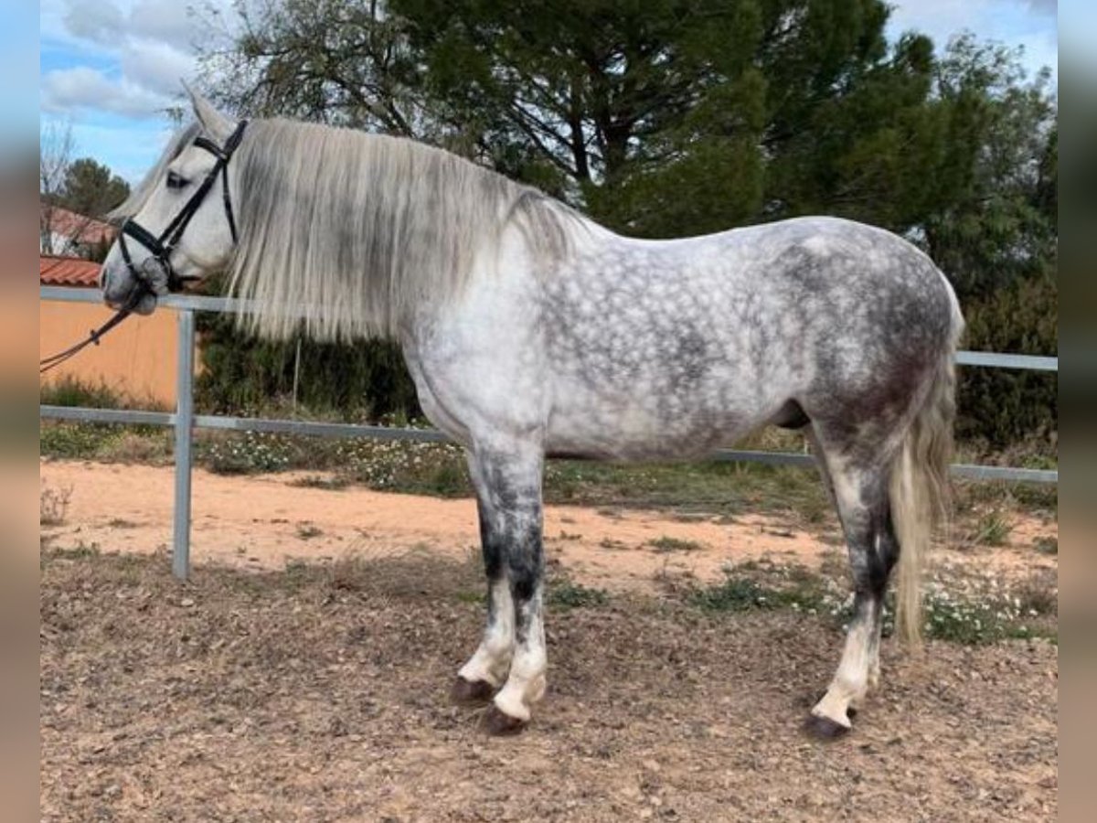 PRE Mestizo Semental 10 años 165 cm Tordo rodado in Martfeld