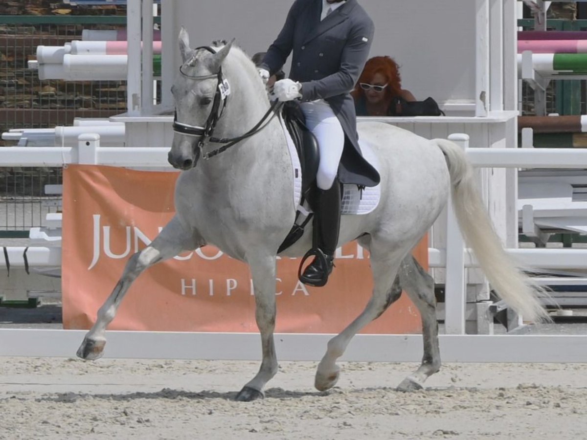 PRE Mestizo Semental 12 años 162 cm Tordo in NAVAS DEL MADRONO