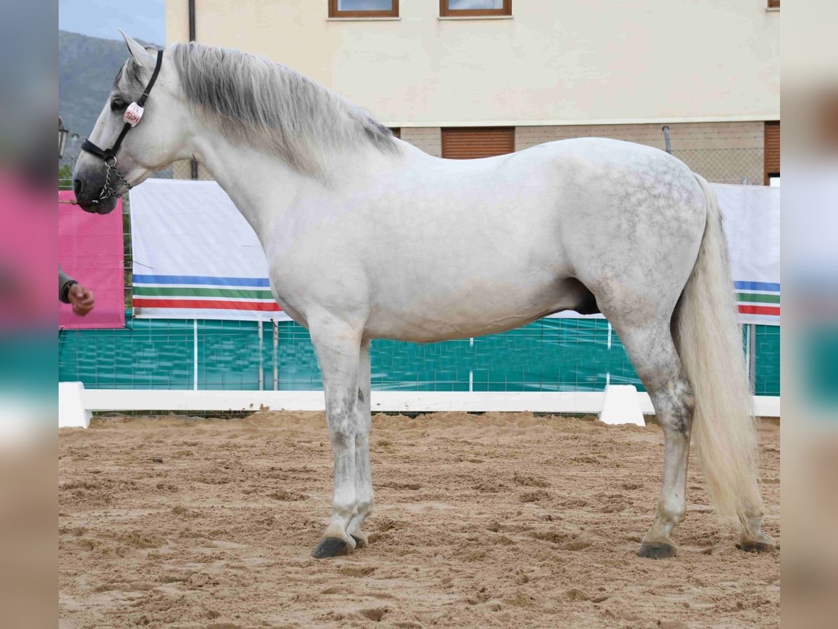 PRE Mestizo Semental 12 años 169 cm Tordo in MADRID