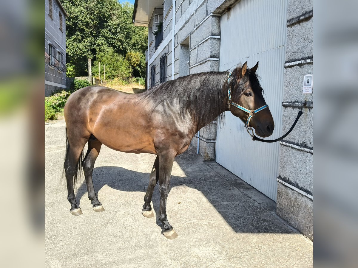 PRE Mestizo Semental 12 años 170 cm Castaño oscuro in Melon