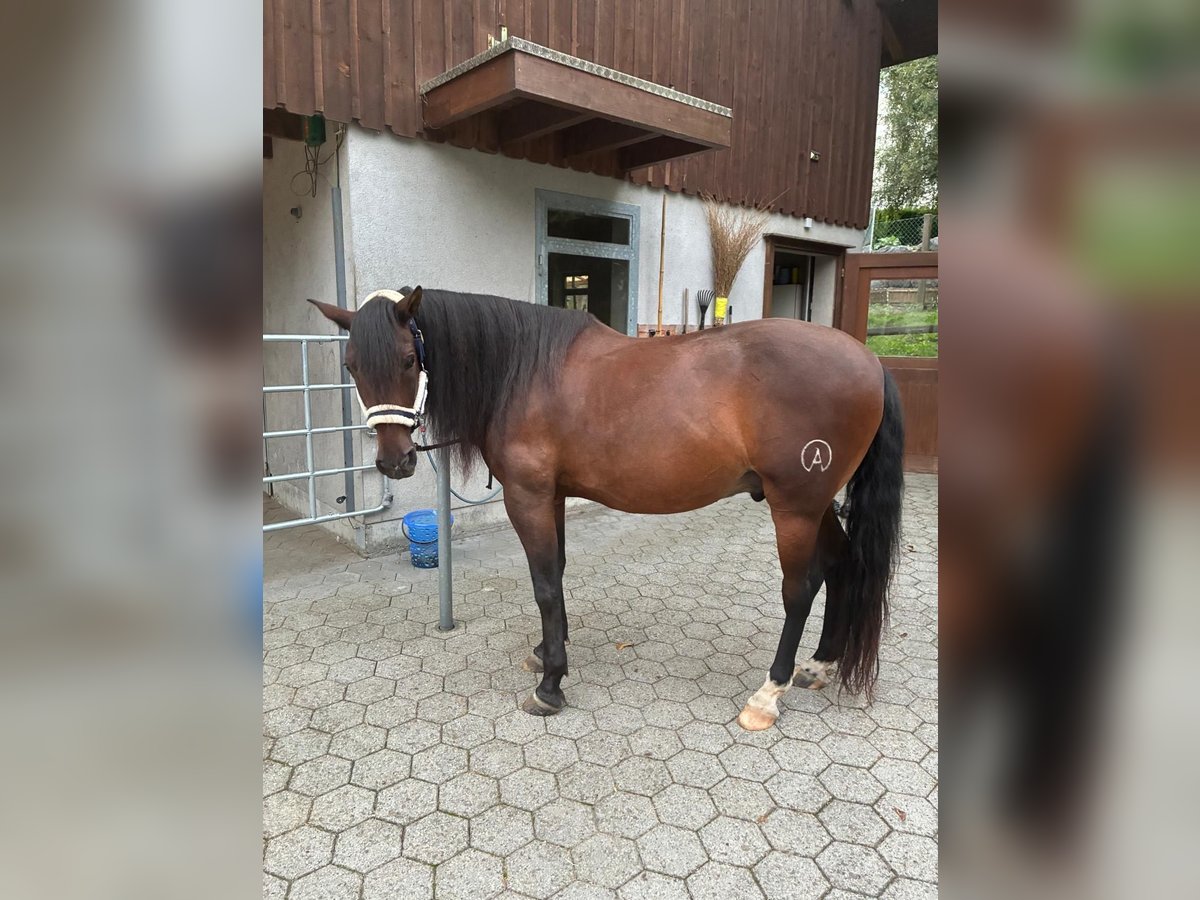 PRE Mestizo Semental 13 años 156 cm Castaño in Uzwil