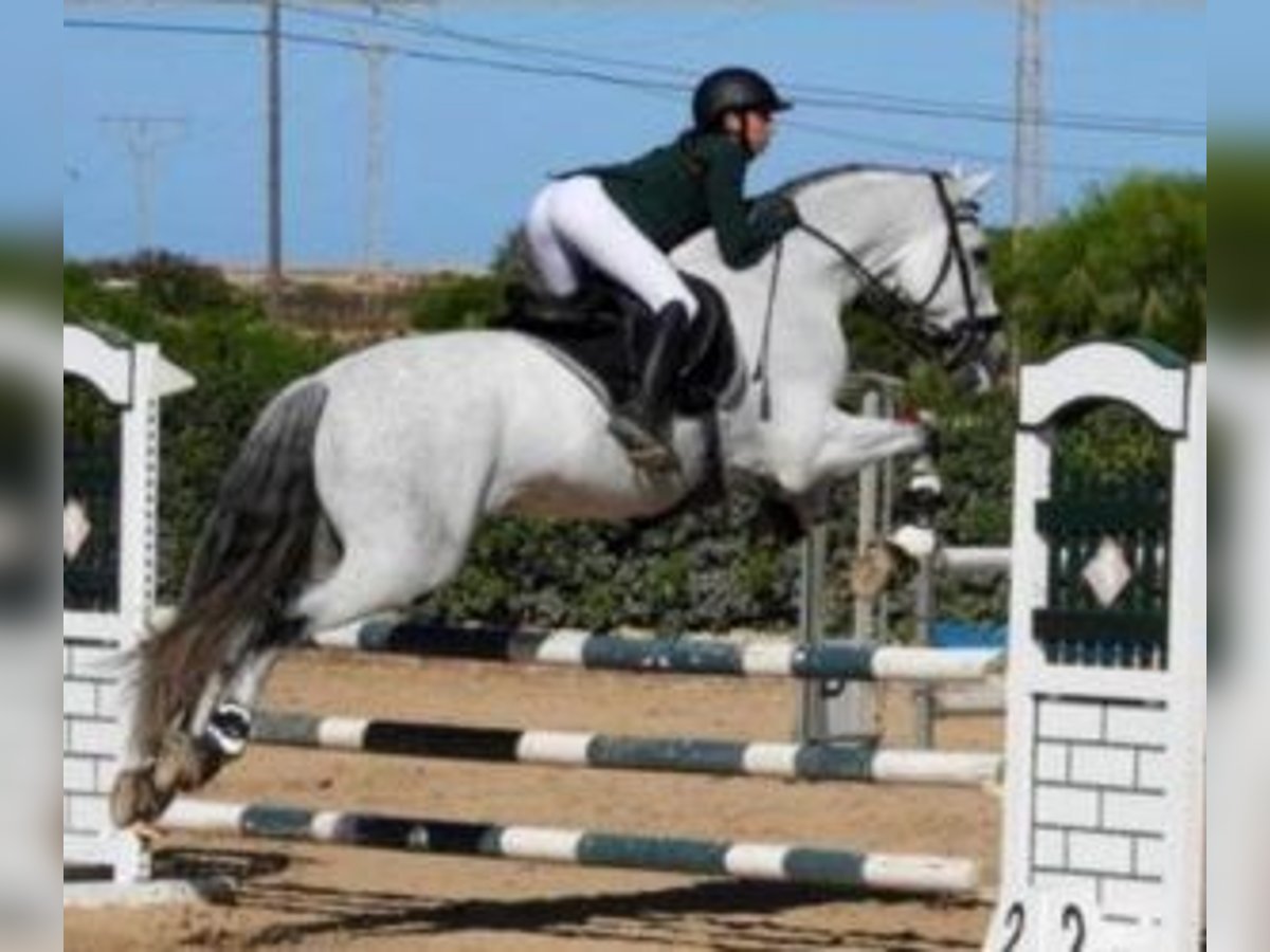 PRE Mestizo Semental 13 años 174 cm Tordo in Alicante/Alacant