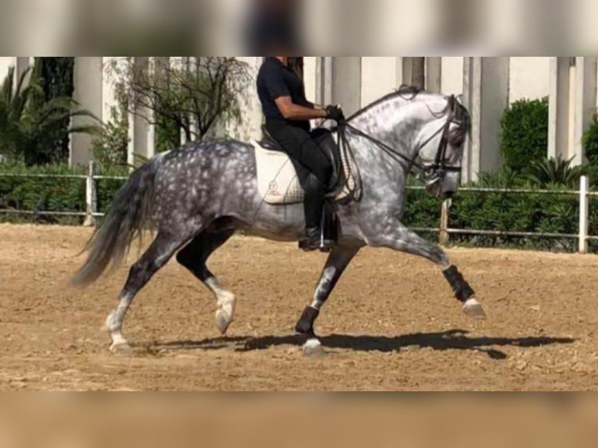 PRE Mestizo Semental 16 años 165 cm Tordo in NAVAS DEL MADRO&#xD1;O