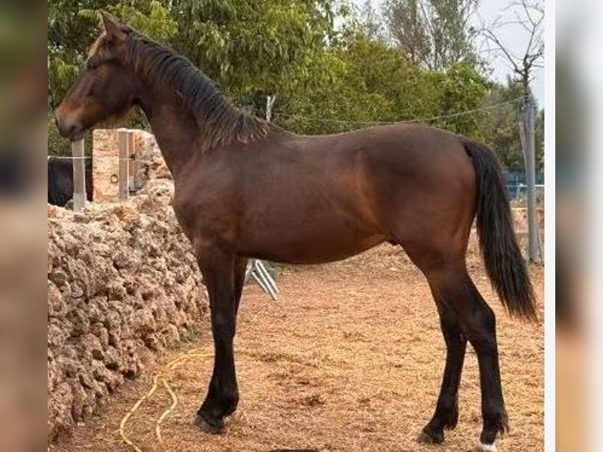 PRE Mestizo Semental 1 año 150 cm Castaño oscuro in Palma De Mallorca PRE Mestizo Semental 1 año 150 cm Castaño oscuro in Palma De Mallorca
