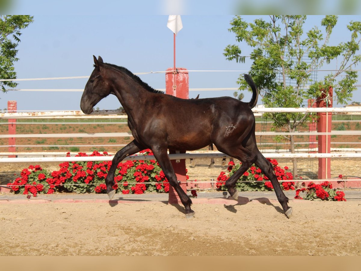 PRE Semental 1 año 157 cm in Los Rosales