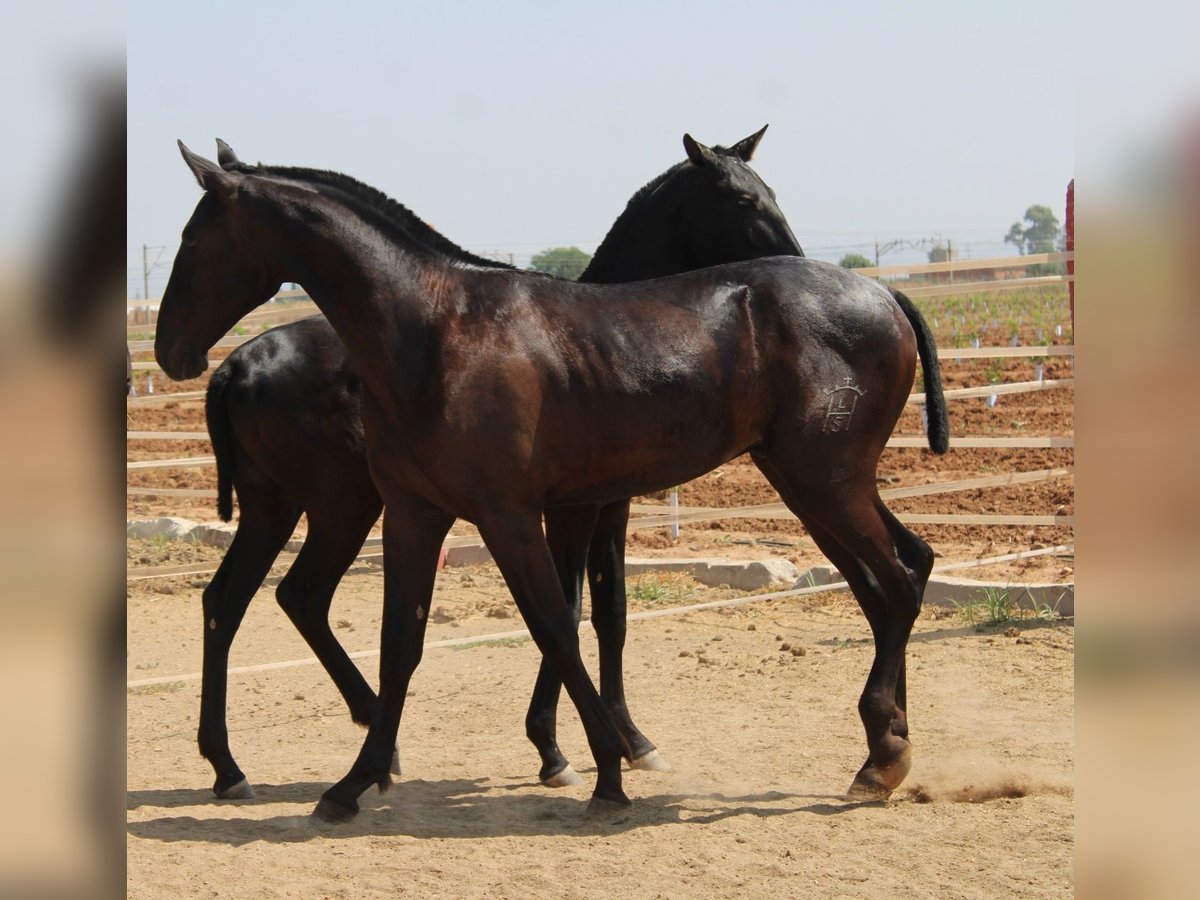 PRE Semental 1 año 160 cm Negro in Los Rosales