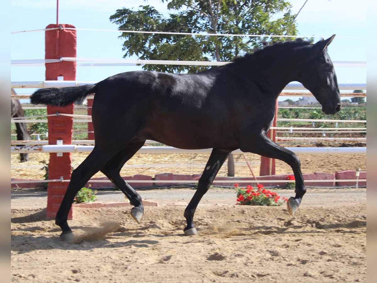 PRE Semental 1 año 160 cm Negro in Los Rosales
