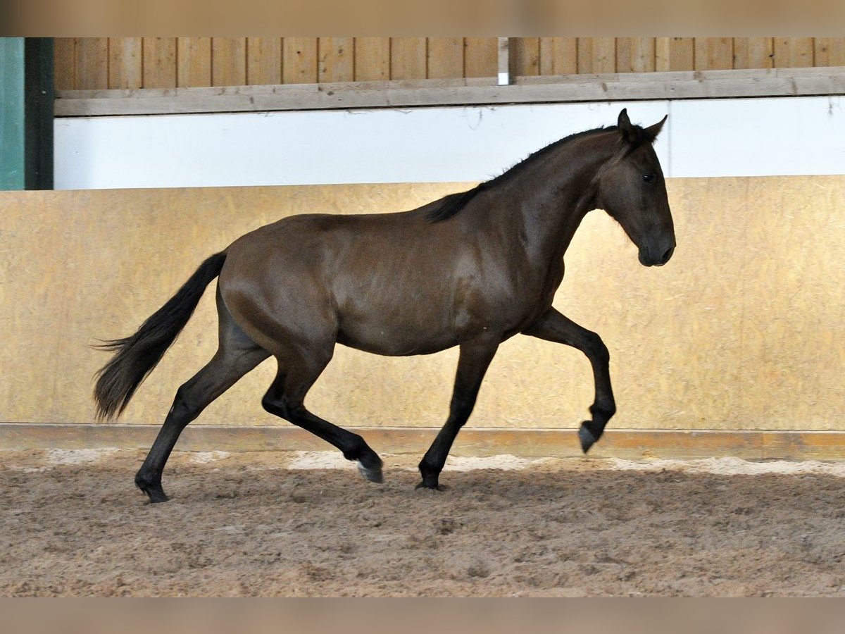 PRE Mestizo Semental 1 año 162 cm Castaño in Waldh&#xF6;lzbach