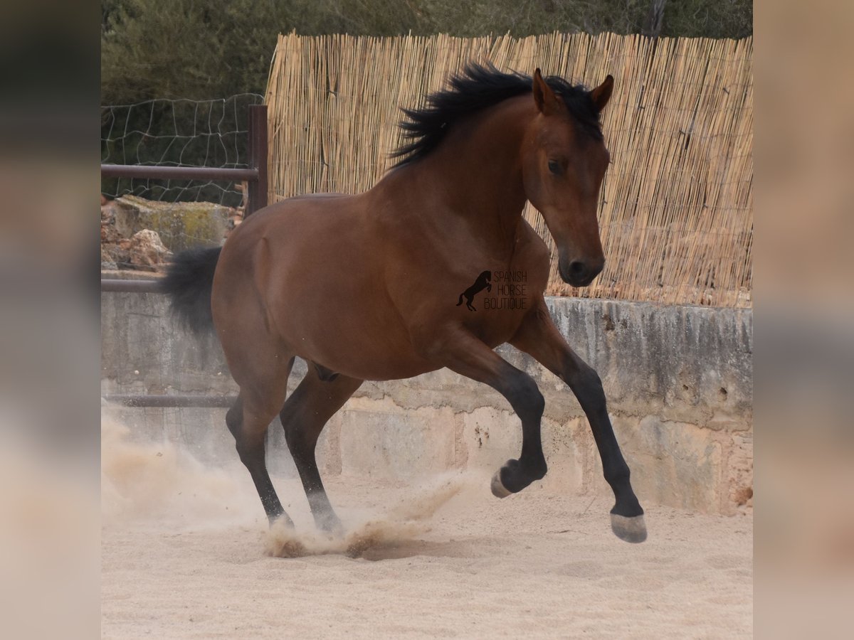 PRE Semental 1 año 165 cm Castaño in Mallorca