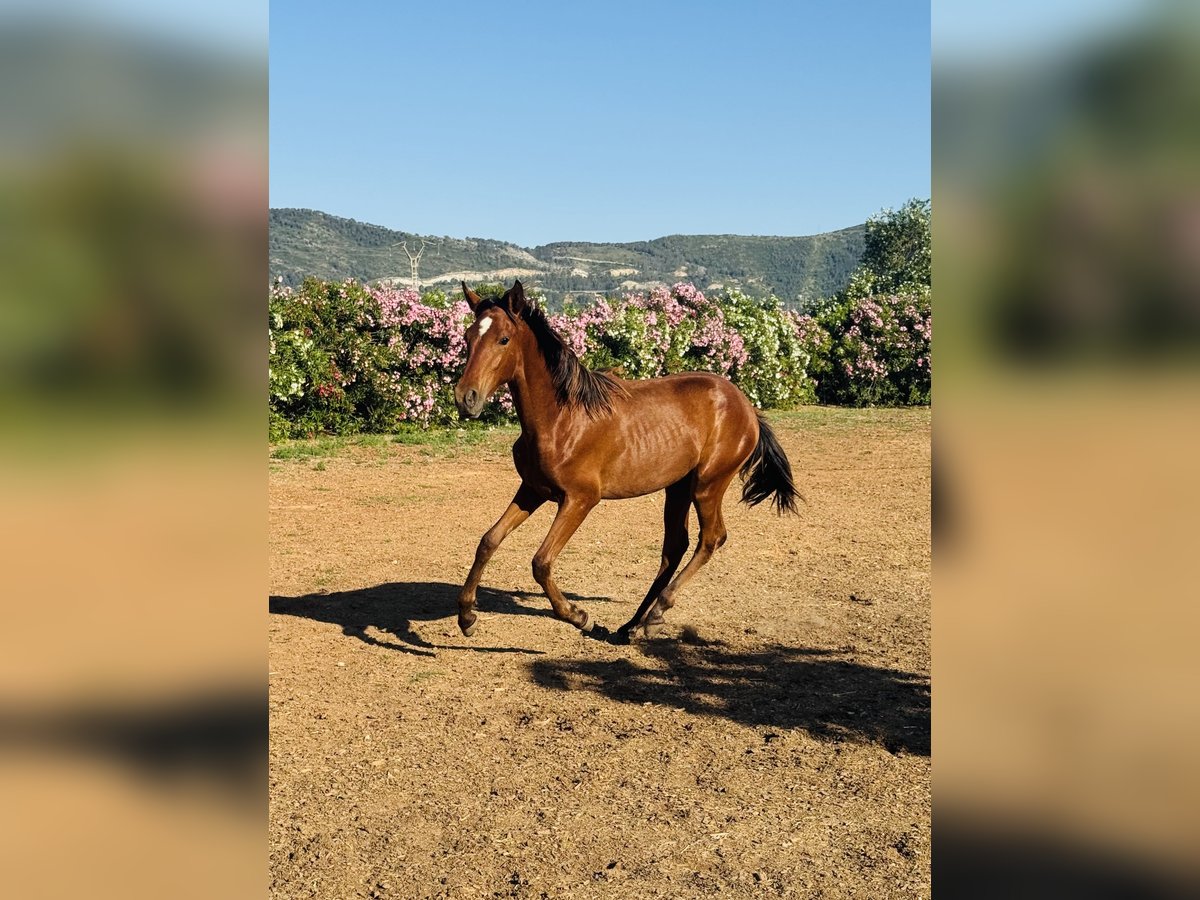 PRE Mestizo Semental 1 año 167 cm Castaño in Xativa