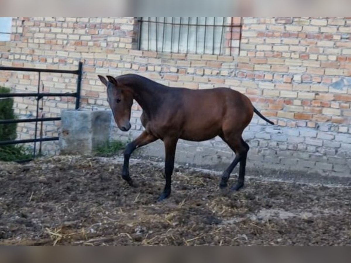 PRE Mestizo Semental 1 año Castaño oscuro in Estepa