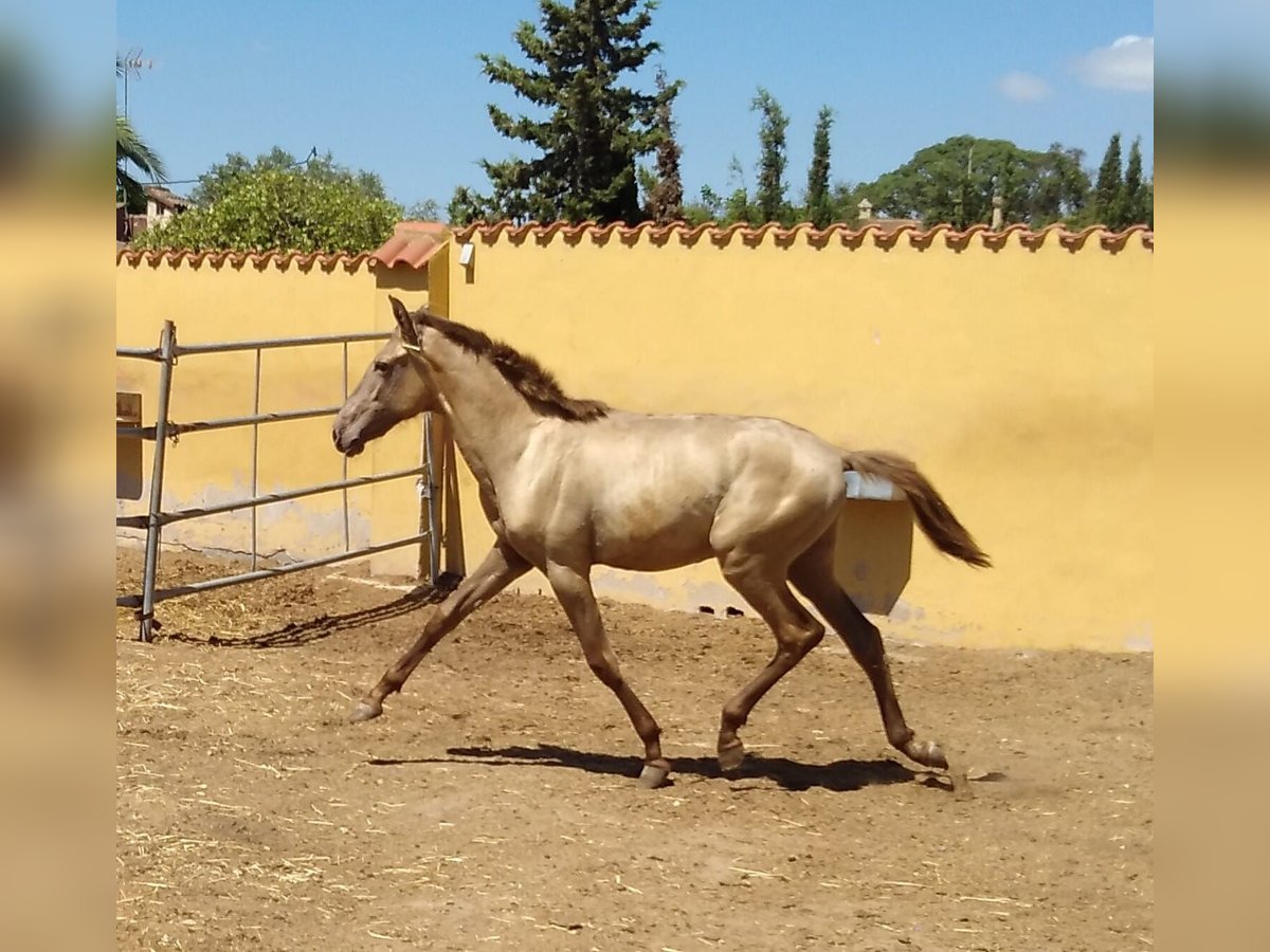 PRE Mestizo Semental 1 año Champán in Valencia