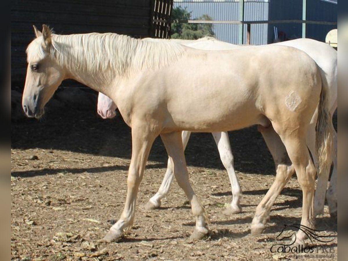 PRE Semental 1 año Palomino in Alicante