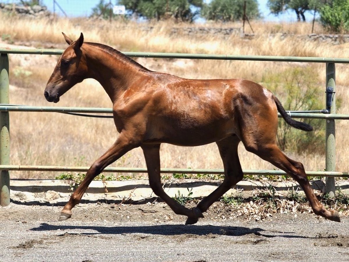 PRE Mestizo Semental 2 años 147 cm Alazán in Navas Del Madroño