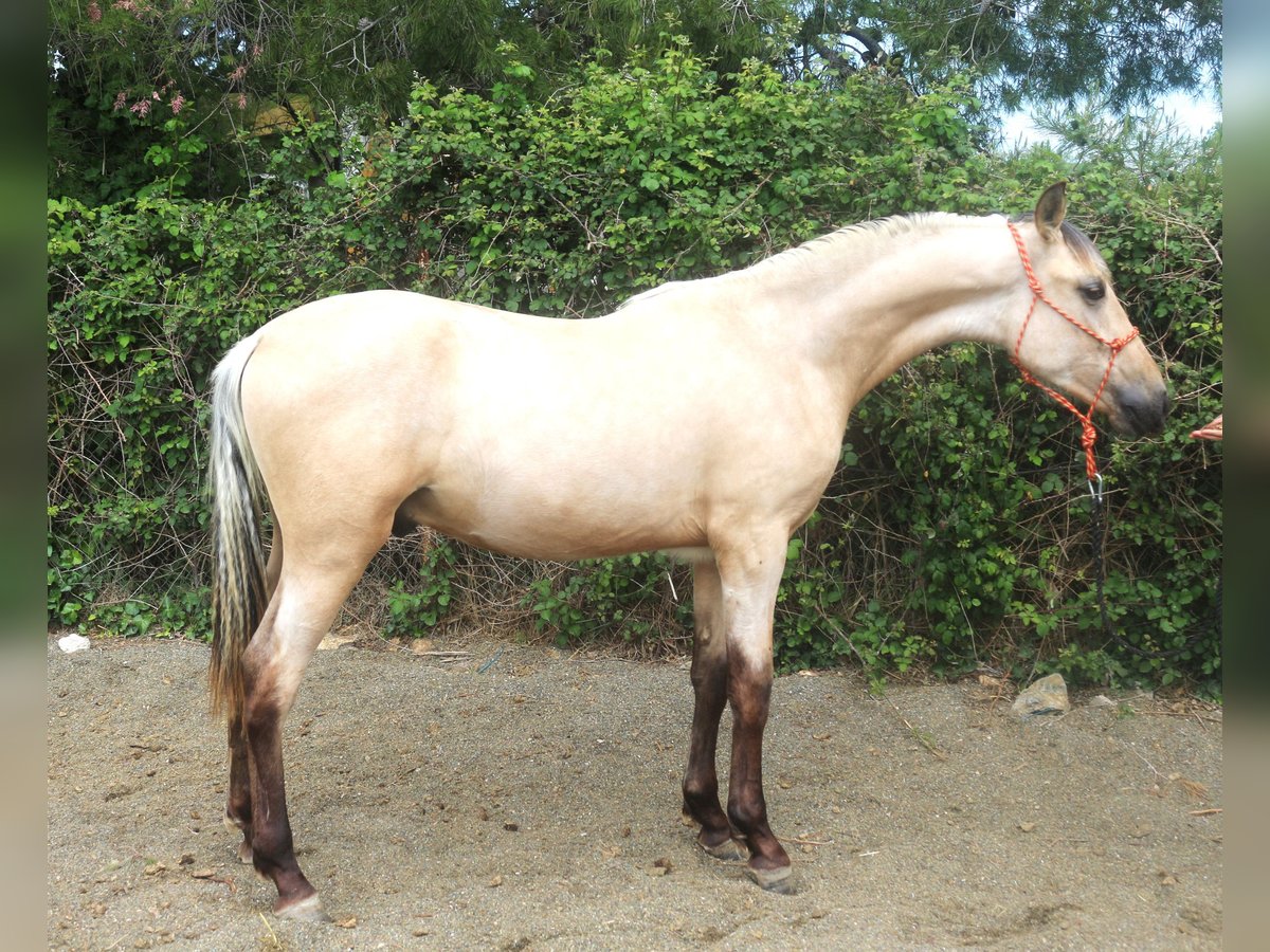 PRE Mestizo Semental 2 años 155 cm Bayo in Pedret i Marzá Girona