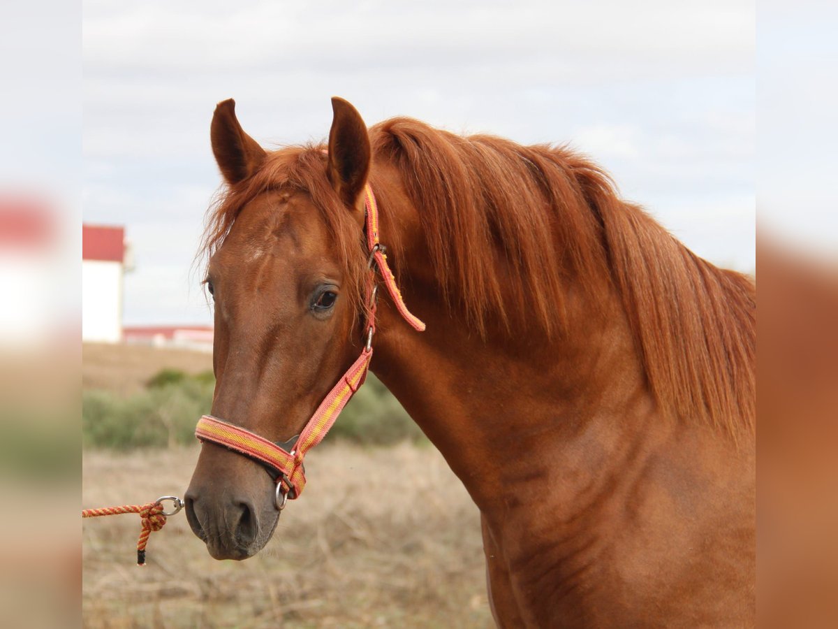 PRE Mestizo Semental 2 años 157 cm Alazán in Vejer de la Frontera